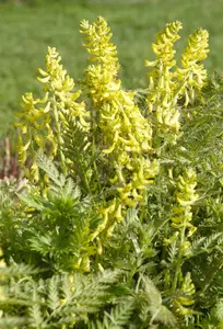 corydalis lutea P9