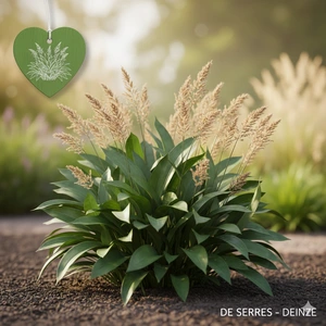 Luzula sylvatica 'Tauernpass' P9