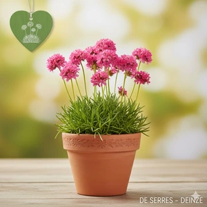 Lychnis alpina 'Rosea' P9