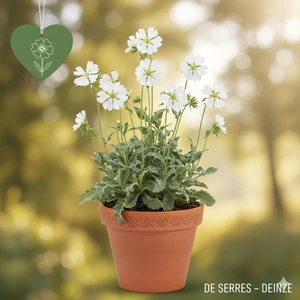 Lychnis chalcedonica 'Alba' P9