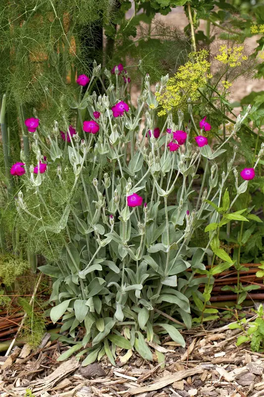 Lychnis cor. 'Gardeners World' ( 'blych') P9 - afbeelding 3