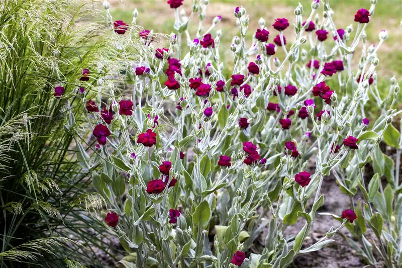Lychnis cor. 'Gardeners World' ( 'blych') P9 - afbeelding 2