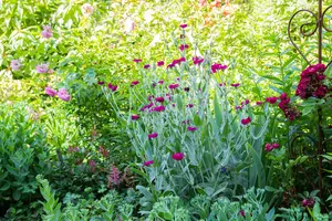Lychnis cor. 'Gardeners World' ( 'blych') P9 - afbeelding 4
