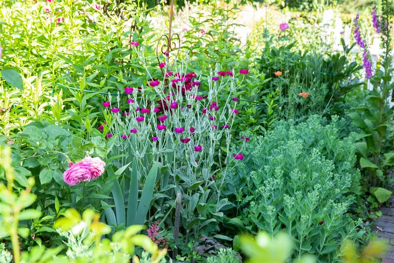Lychnis cor. 'Gardeners World' ( 'blych') P9 - afbeelding 5