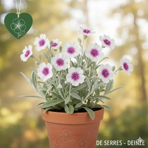 Lychnis coronaria 'Oculata' P9