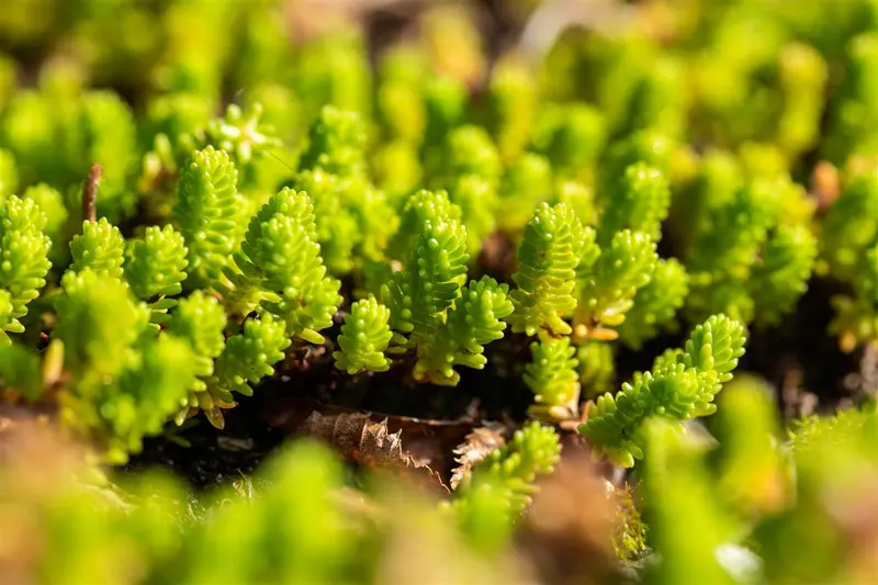 sedum lydium P9