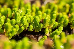 sedum lydium P9