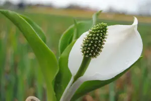 camtschatcensis