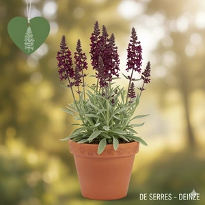 Lysimachia atropurpurea P9