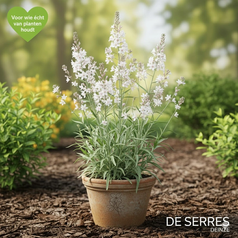 Lysimachia ephemerum P9