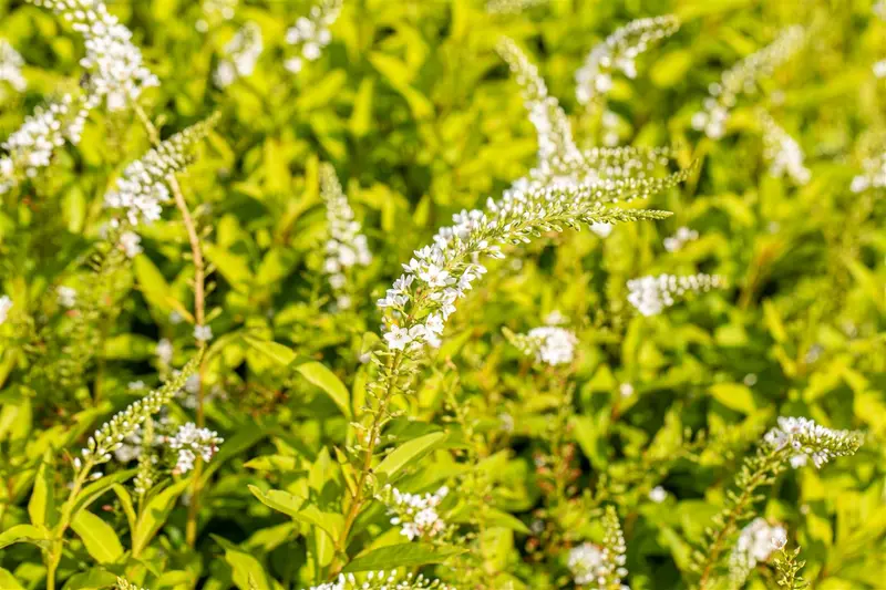Lysimachia hybr. 'Snow Candles' P9 - afbeelding 1