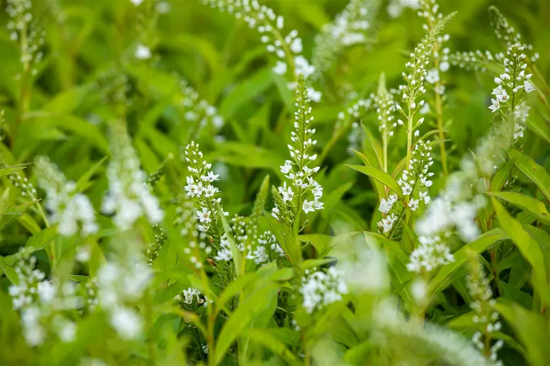 Lysimachia hybr. 'Snow Candles' P9 - afbeelding 2