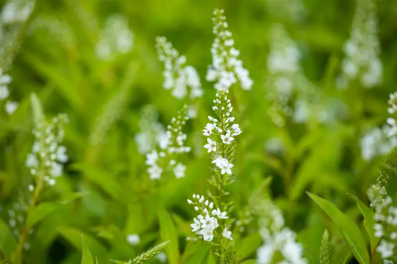 Lysimachia hybr. 'Snow Candles' P9 - afbeelding 3