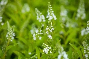 Lysimachia hybr. 'Snow Candles' P9 - afbeelding 3