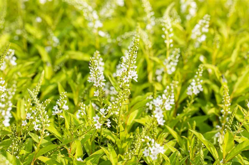 Lysimachia hybr. 'Snow Candles' P9 - afbeelding 5