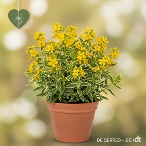 Lysimachia punctata 'Hometown Hero' P9