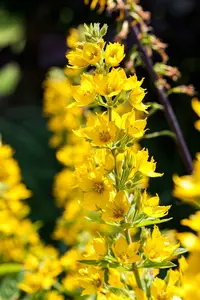 Lysimachia punc. 'Ivy Maclean' P9 - afbeelding 4
