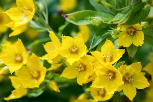 Lysimachia punc. 'Ivy Maclean' P9 - afbeelding 3