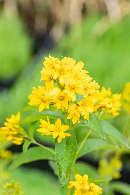 lysimachia vulgaris P7 - afbeelding 3