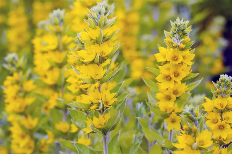 lysimachia vulgaris P7 - afbeelding 1