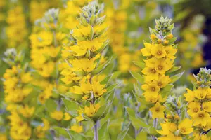 lysimachia vulgaris P7 - afbeelding 1