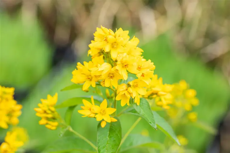 lysimachia vulgaris P7 - afbeelding 2
