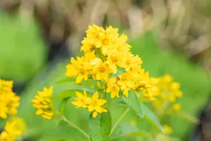 lysimachia vulgaris P7 - afbeelding 2