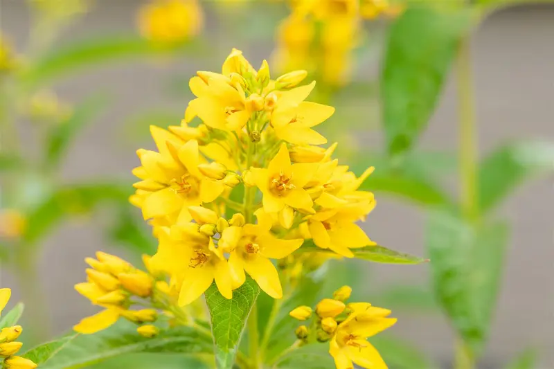 lysimachia vulgaris P7 - afbeelding 4