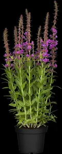 Lythrum sal. 'Dropmore Purple' P9 - afbeelding 2