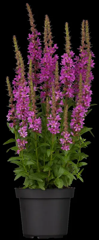 Lythrum sal. 'Dropmore Purple' P9 - afbeelding 3