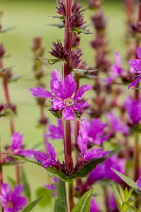 Lythrum salicaria BIOPOT   P8 - afbeelding 2