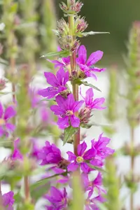 Lythrum salicaria BIOPOT   P8 - afbeelding 5