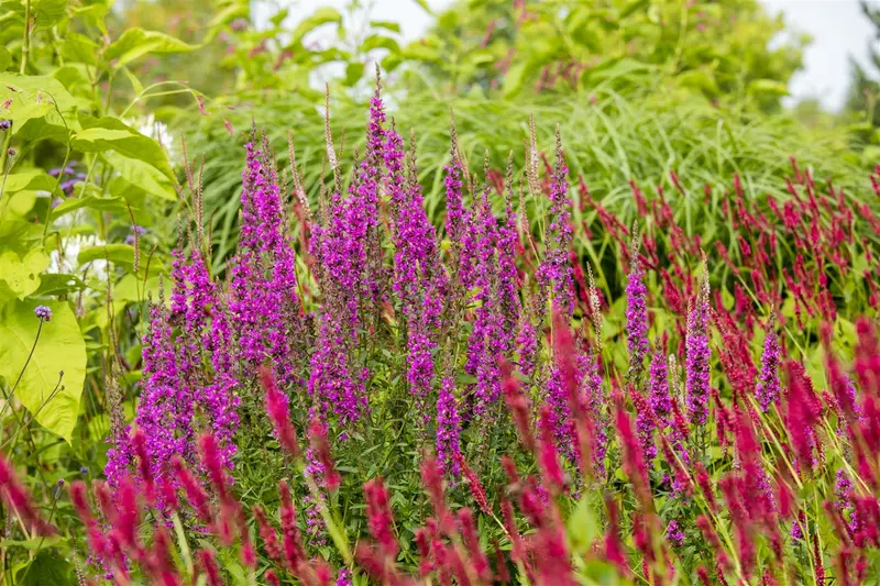 Lythrum salicaria BIOPOT   P8 - afbeelding 4
