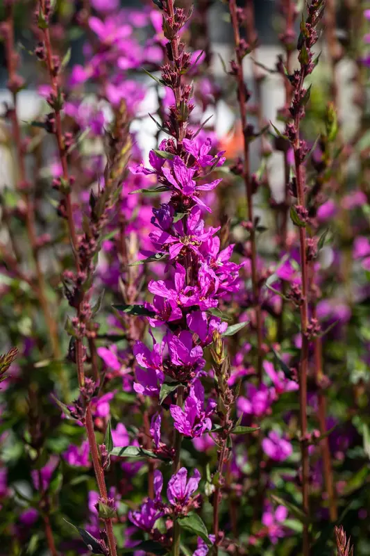 Lythrum virg. 'Dropmore Scarlet' P9 - afbeelding 2