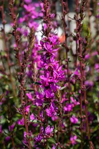 Lythrum virg. 'Dropmore Scarlet' P9 - afbeelding 2