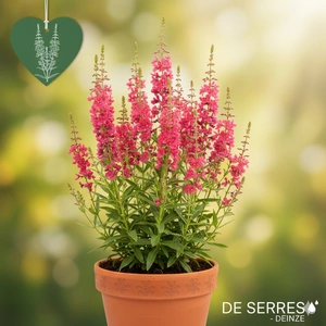 Lythrum virgatum 'Rose Queen' P9