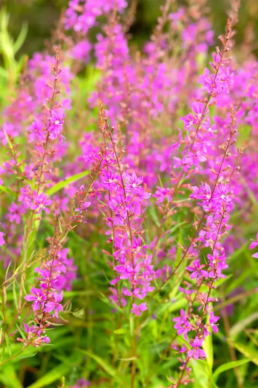 Lythrum virg. 'White Swirl' P9 - afbeelding 3