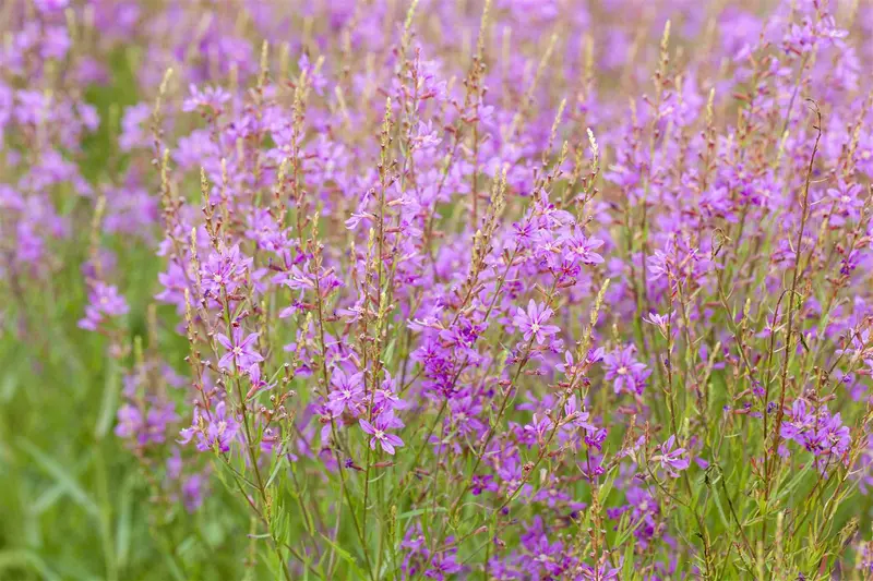 Lythrum virg. 'White Swirl' P9 - afbeelding 1