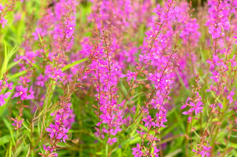 Lythrum virg. 'White Swirl' P9 - afbeelding 2