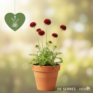 Knautia macedonica P10.5