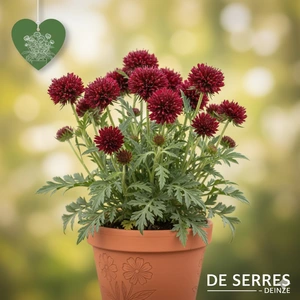 Knautia macedonica P11