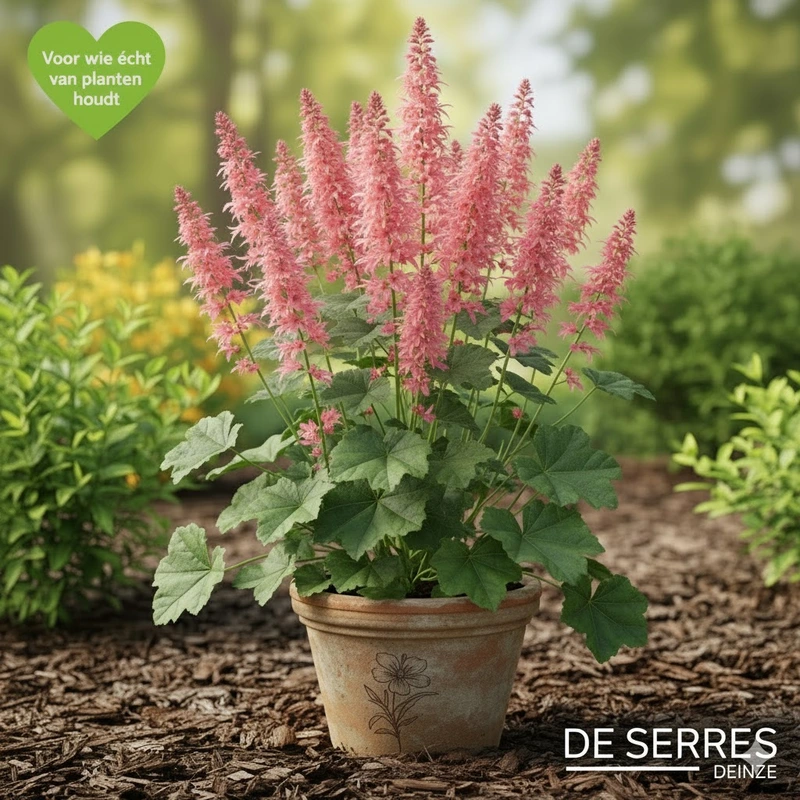 Macleaya microcarpa 'Kelway´s Coral Plume' P9