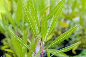 macrocarpa - afbeelding 5