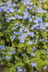 macrophylla - afbeelding 1