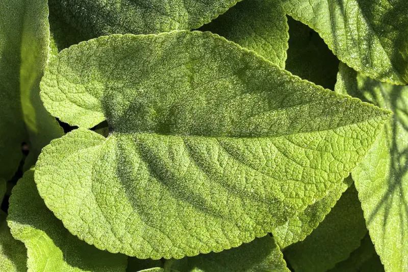 macrophylla - afbeelding 4