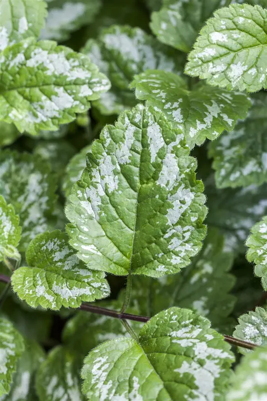 lamium maculatum P9 - afbeelding 1