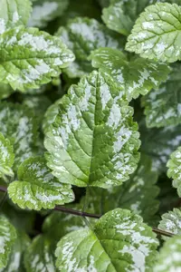 lamium maculatum P9 - afbeelding 5