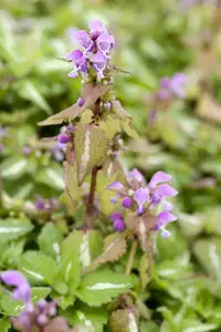 lamium maculatum P9 - afbeelding 2