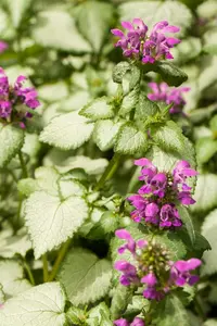lamium maculatum P9 - afbeelding 4