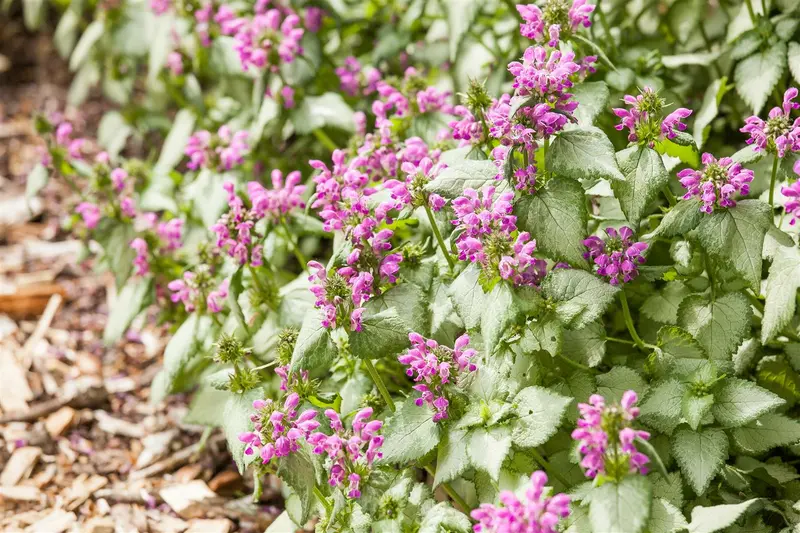 lamium maculatum P9 - afbeelding 3